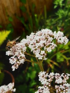 Valeriana officinalis mit Biene
